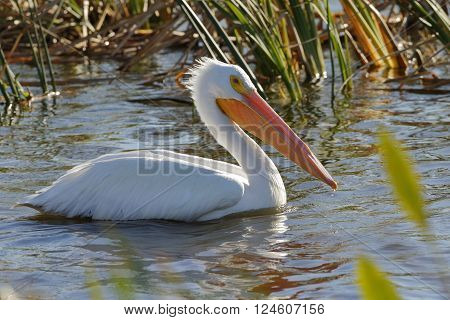 American White Pelican Foraging In A Florida Wetland