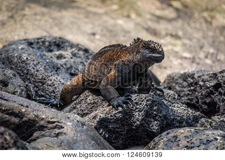 Marine iguana climbing over grey volcanic rock