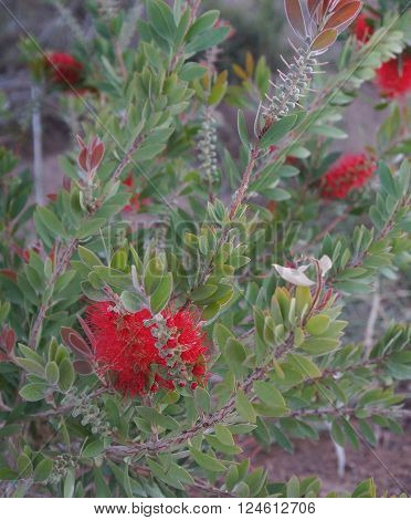 Callistemon, Australian beautiful shrub in full bloom