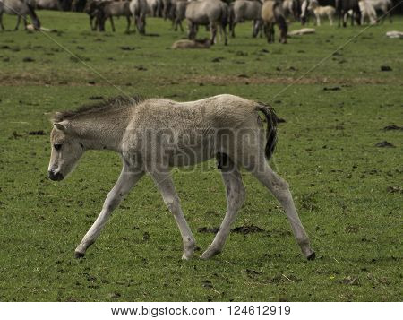 many wild horses in the german muensterland
