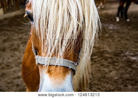 Horse Watching. Head macro in bavaria in early spring