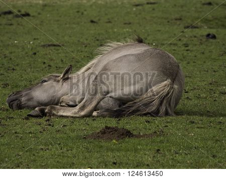many wild horses in the german muensterland