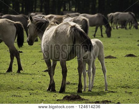 many wild horses in the german muensterland