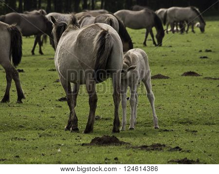 many wild horses in the german muensterland