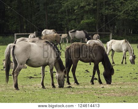 many wild horses in the german muensterland