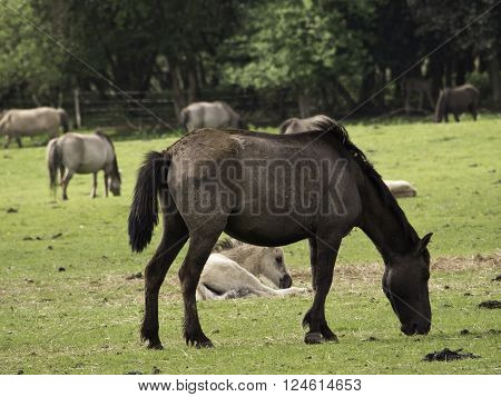 many wild horses in the german muensterland