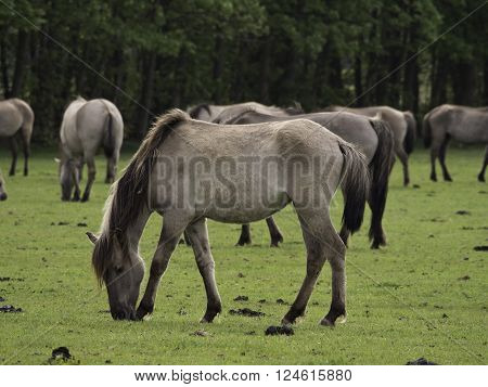 many wild horses in the german muensterland