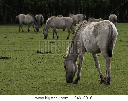 many wild horses in the german muensterland