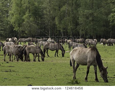 many wild horses in the german muensterland