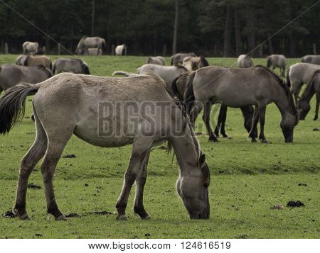 many wild horses in the german muensterland