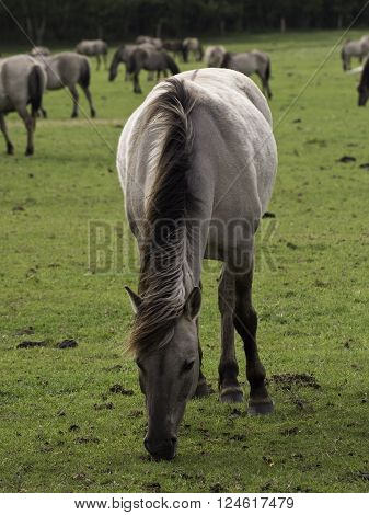 many wild horses in the german muensterland