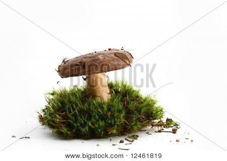 고립 된 버섯