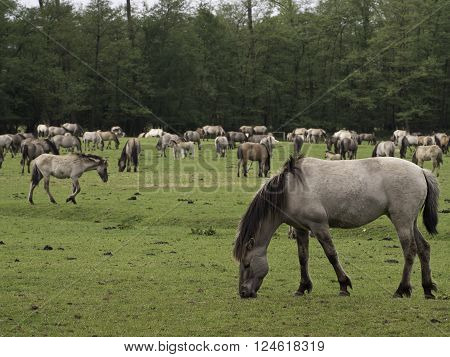 many wild horses in the german muensterland
