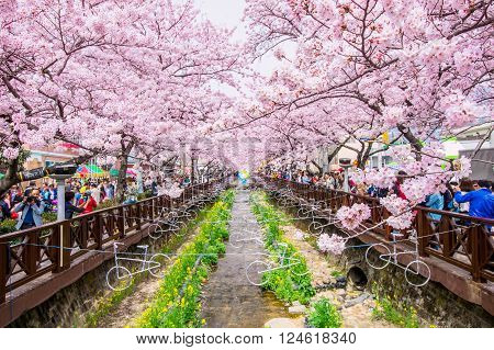 JINHAEKOREA - APRIL 2 : Jinhae Gunhangje Festival is the largest cherry blossom festival in Korea.Tourists taking photos of the beautiful scenery around JinhaeKorea on April 22016.