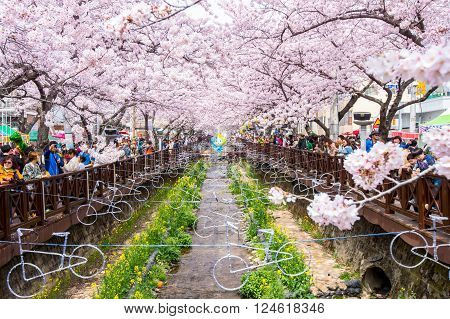 JINHAEKOREA - APRIL 2 2016: Jinhae Gunhangje Festival is the largest cherry blossom festival in Korea.Tourists taking photos of the beautiful scenery around JinhaeKorea on April 22016.