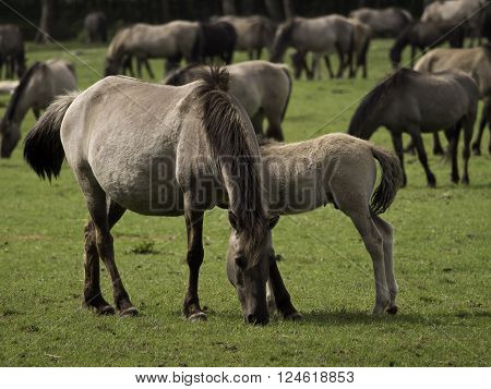 many wild horses in the german muensterland