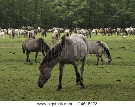many wild horses in the german muensterland