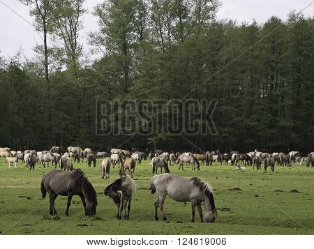 many wild horses in the german muensterland