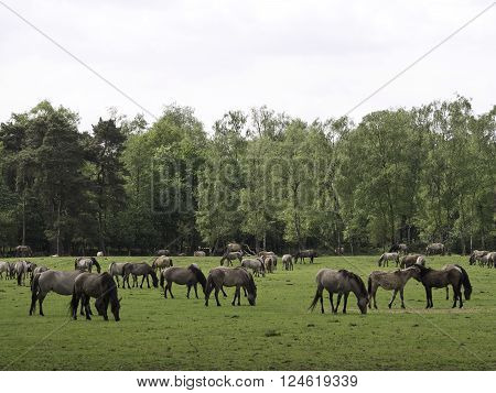 many wild horses in the german muensterland