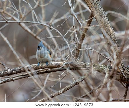 A little gray bird with an echoing voice, the Tufted Titmouse is common in eastern deciduous forests and a frequent visitor to feeders. It has large black eyes, small, round bill, and brushy crest.
