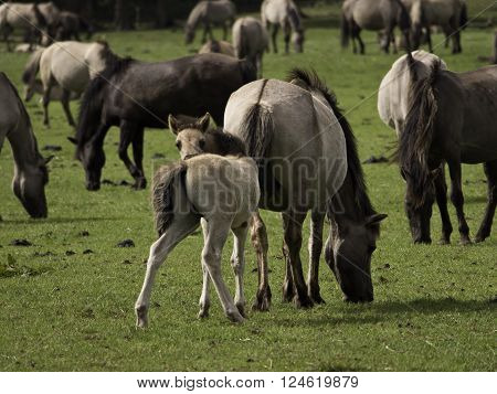 many wild horses in the german muensterland