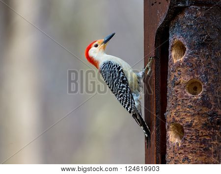 Red Breasted woodpecker feeding in a forest in Quebec.The red-bellied woodpecker is a medium-sized woodpecker. It breeds in southern Canada, northeastern Mexico, and the northeastern United States.
