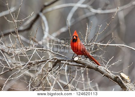 The northern cardinal is a North American bird in the genus Cardinalis; it is also known colloquially as the redbird or common cardinal. During courtship, the male feeds seed to the female beak-to-beak