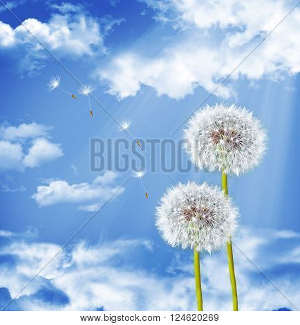 dandelion seeds on a blue sky. White flower