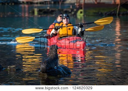 Twin kayak passing Antarctic fur seal pup