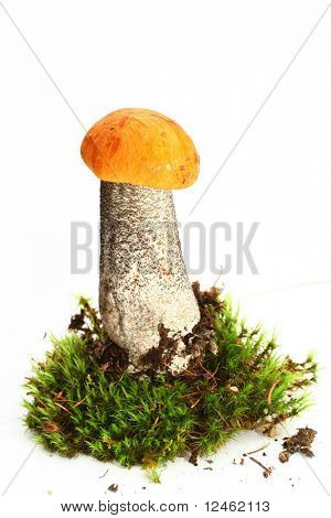 고립 된 버섯