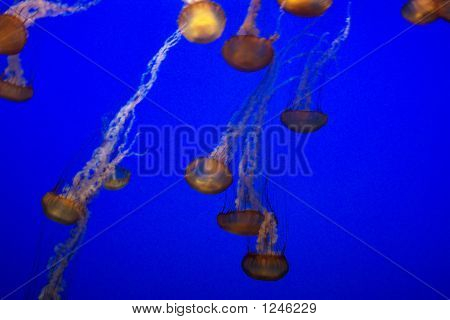 Jellyfish