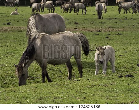 wild horses near merfeld in the german muensterland