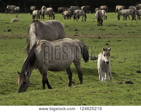 wild horses near merfeld in the german muensterland
** Note: Visible grain at 100%, best at smaller sizes