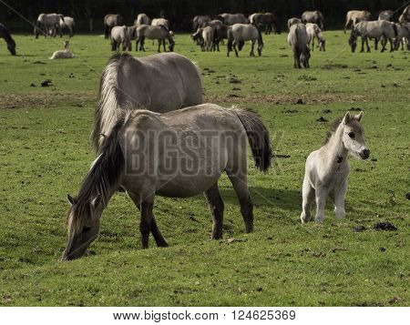 wild horses near merfeld in the german muensterland