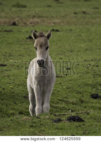 wild horses near merfeld in the german muensterland