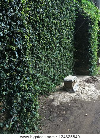 Barcelona Stone Bench and Vines In A Park