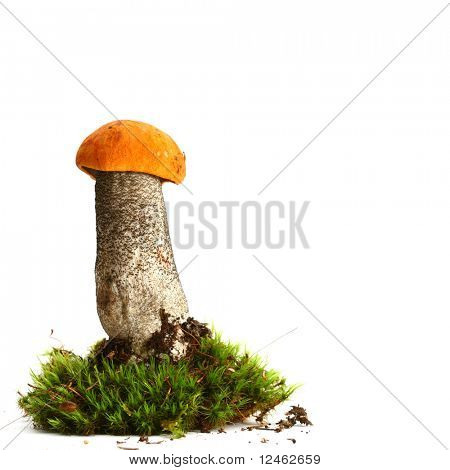 bolete