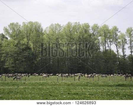 wild horses near merfeld in the german muensterland