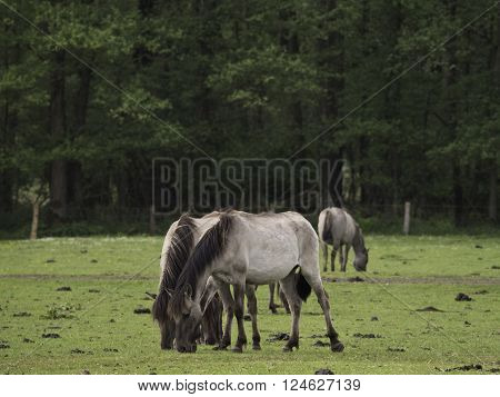 wild horses near merfeld in the german muensterland