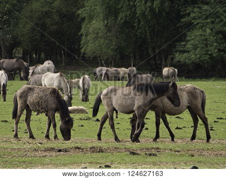 wild horses near merfeld in the german muensterland
** Note: Visible grain at 100%, best at smaller sizes