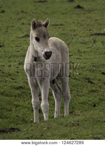 wild horses near merfeld in the german muensterland