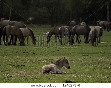 wild horses near merfeld in the german muensterland