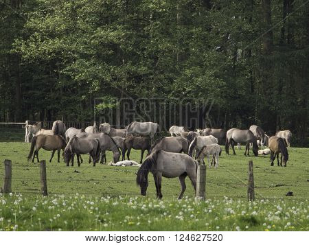 wild horses near merfeld in the german muensterland