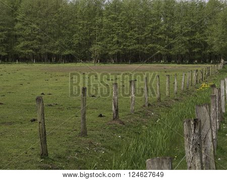 wild horses near merfeld in the german muensterland