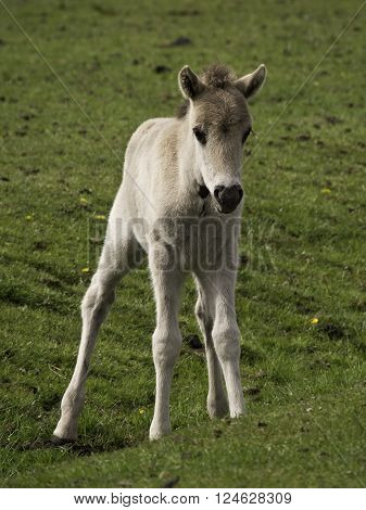 wild horses in the german muensterland near merfeld