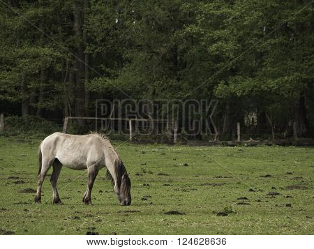 wild horses in the german muensterland near merfeld