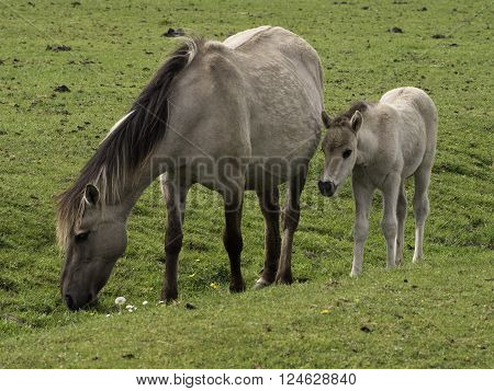 wild horses in the german muensterland near merfeld