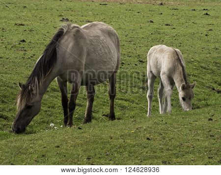 wild horses in the german muensterland near merfeld