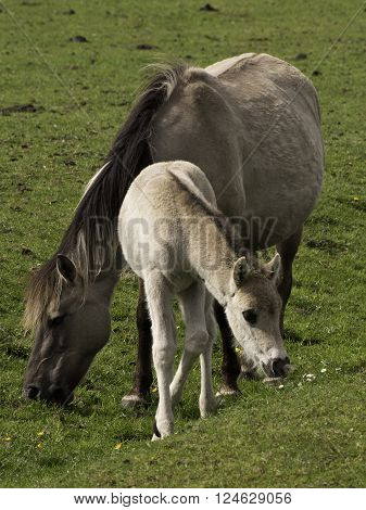 wild horses in the german muensterland near merfeld
