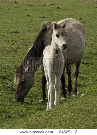 wild horses in the german muensterland near merfeld
